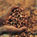 Cocoa Dried Bean