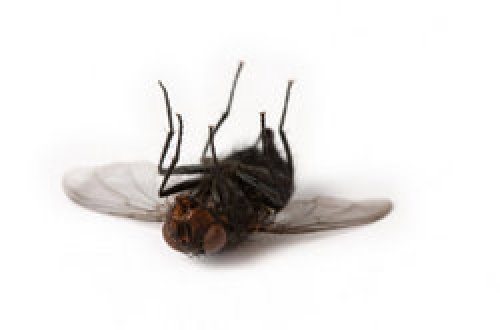 Fly Control Services By MARUTI MISSILE PEST TREATMENT