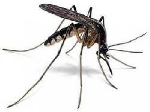 mosquito control services