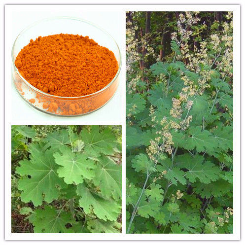 Natural Macleaya Cordata Extract (10~50% Sanguinarine & Chelerythrine (Alkaloids))