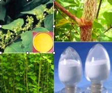 Natural Polygonum Cuspidatum Root Extract (98% Resveratrol)