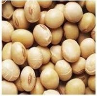 Soya Bean