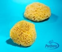 Wool Sponges