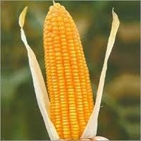 Maize