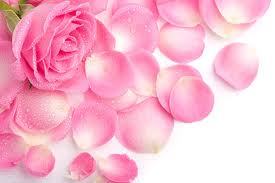Organic Pink Rose
