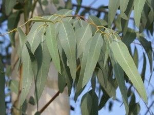 Eucalyptus Leaves