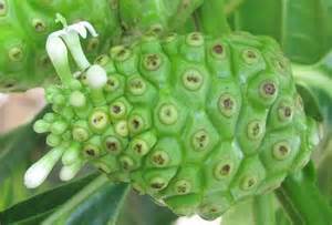 Morinda Fruit