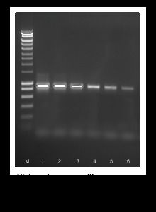 Grand High Fidelity DNA Polymerase 2.5Units/Aul