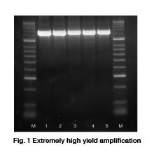 Mercury DNA Polymerase for Hot Start - 5Units/ul