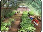 Namkeen Shade Net For Greenhouse