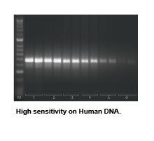 Silver Flash Reverse Transcriptase a   200Units/ul