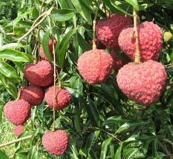 Fresh Lichi - Naturally Harvested, Rich in Vitamin C - Superior Packing, Prompt Delivery, Great Taste