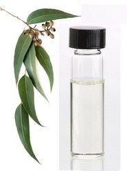 Eucalyptus Oil