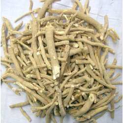 Ashwagandha (Withania Somnifera)