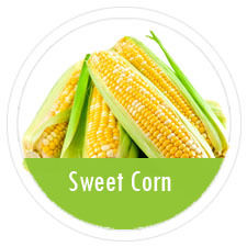 Sweet Corn