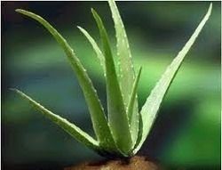 Aloevera PG Extract