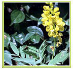 Cassia Angustifolia