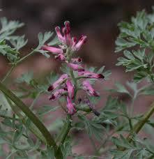 Fumaria Officinalis