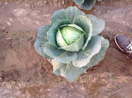 Hybrid Cabbage