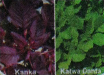Amaranthus Seeds