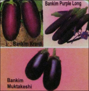 Brinjal Seeds