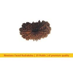 Nineteen Faced Rudraksha