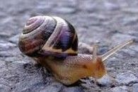 Snail Extract