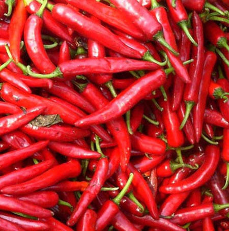 Capsicum Annum (Lal Mirch, Chillies)