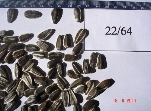 Confectionary Sunflower Seeds