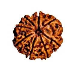 Astro Vedic Ashta Mukhi (Eight Face) Rudraksha With Certificate