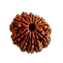 Astro Vedic Ekadash Mukhi (Eleven Face) Rudraksha With Certificate