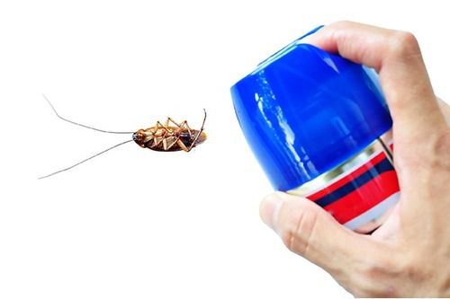 Cockroach Pest Control Service