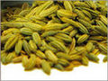 Fennel Seeds