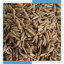 Cumin Seed