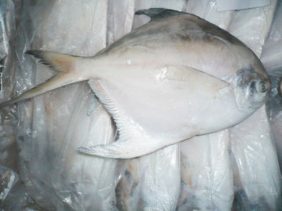 Dilver Pomfret Fish