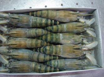 Giant Freshwater Prawns