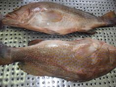 Grouper Fish