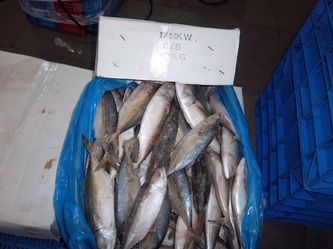 Indian Mackerel Fish