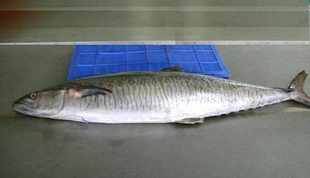 Surmai King Fish at Rs 1600/kilogram, ताजा मछली in Mumbai