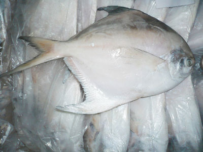 pomfret fish