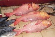 Snapper Fish