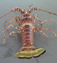 Spiny Lobster