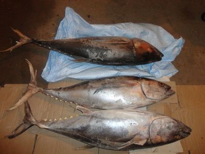 Yellow Fin Tuna Fish