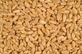 S Kumar Wheat