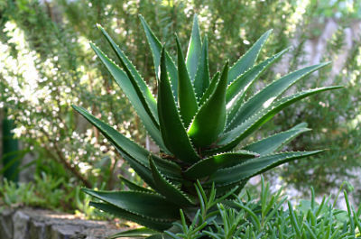 Aloe Vera Leaves - Natural Succulent Plant, Soothing & Moisturizing Properties for Skin Healing