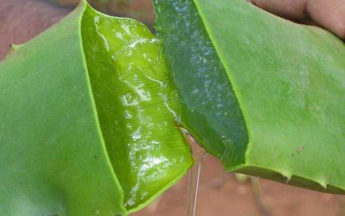 Herbal Aloe Vera Gel