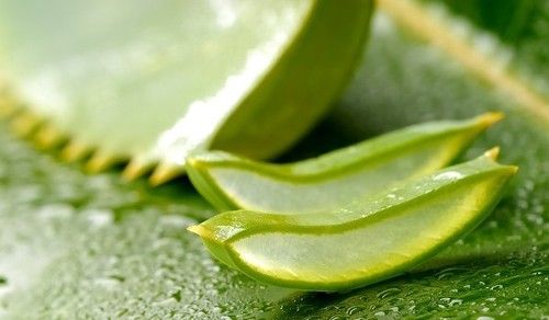 Natural Aloevera Green Leaf