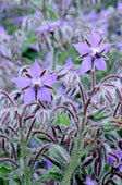 Borage Oil