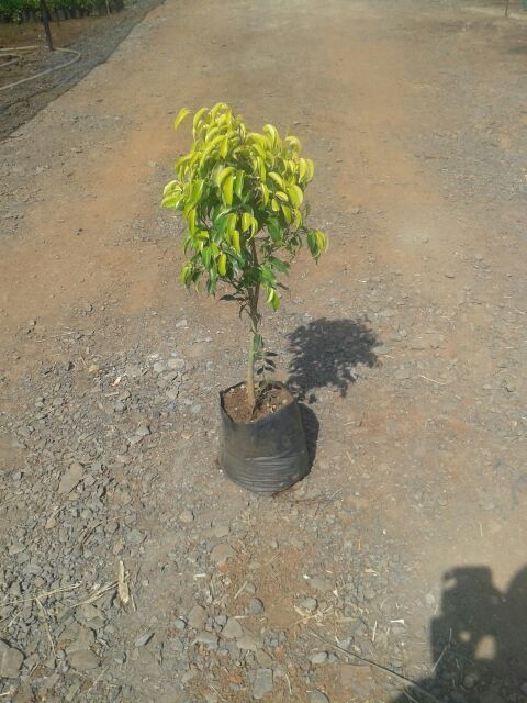 Ficus Presige Plant