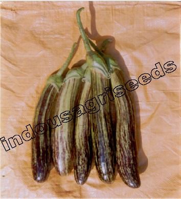 Hybrid Seeds